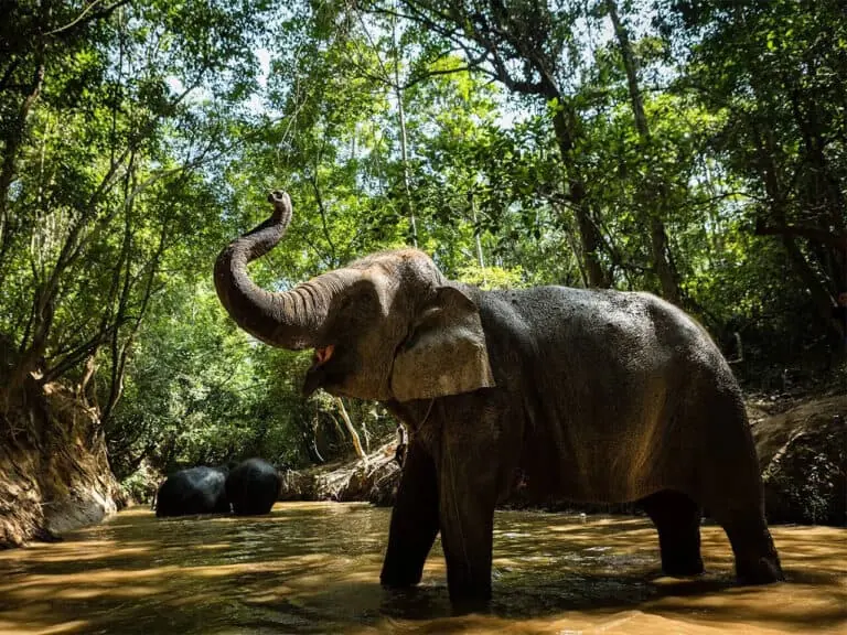 Witness waterfalls and rivers, visit local villages, and meet elephants face to face.